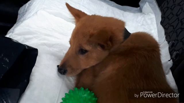 |Vlog| Еду за щенком Карело-Финской лайки. смотреть онлайн