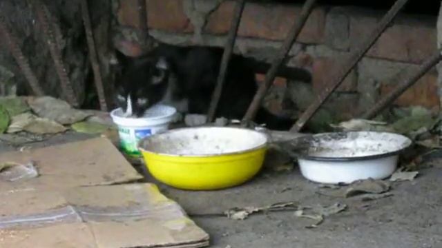 котенок ищет дом в Петропавловске, Казахстан смотреть онлайн