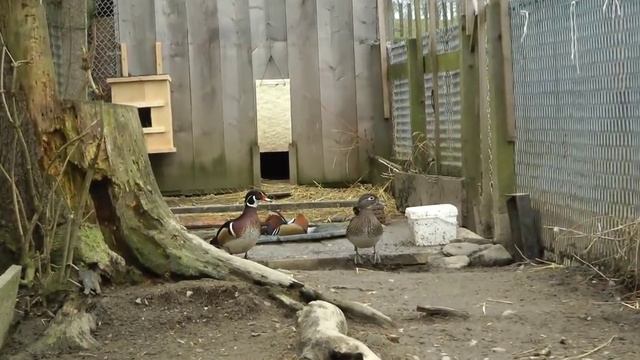 Утки мандаринки в вальере смотреть онлайн