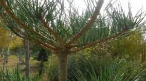 Ниваки. Зонтик на сосне. Часть #2