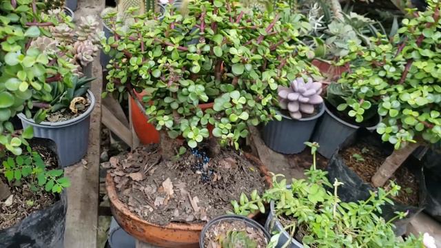 TOUR por un hermoso VIVERO de mi ciudad / encontré una preciosura 😱 смотреть онлайн