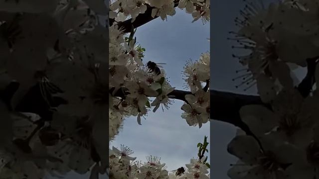 Опыление вишни пчëлами. смотреть онлайн