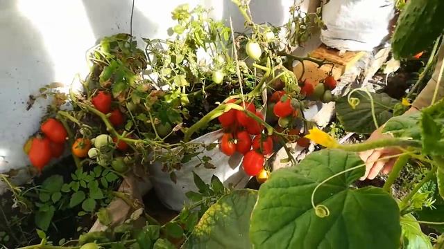 томаты в мешках, попытка не пытка, смотреть онлайн