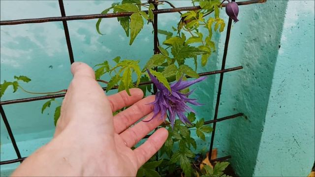 Спайки. Княжик=Атрогене=Клематис альпийский=Клематис 1 группы. смотреть онлайн