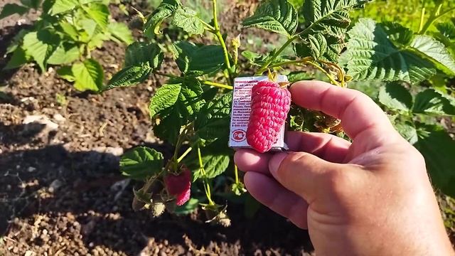 малина Пшехиба смотреть онлайн