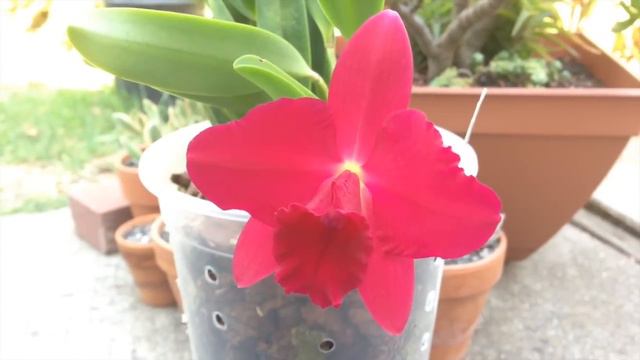 Potinara Irene Fell 'Ruby Red' in bloom смотреть онлайн
