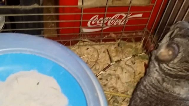 Кафе "Сказка". Шиншиллка зажигает. смотреть онлайн