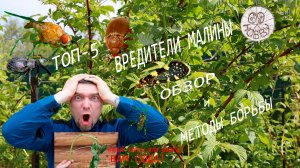Вредители малины ТОП-5 !  Кого, когда и чем уничтожать!