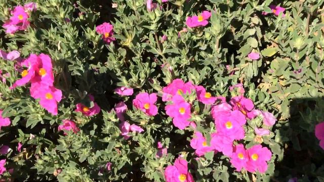 Rock roses (Cistus) смотреть онлайн