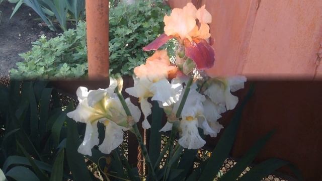 Гвоздика многолетняя перистая. смотреть онлайн