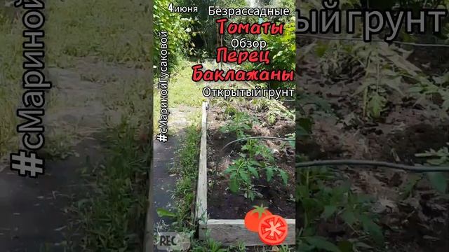Выращивание ТОМАТОВ безрассадные, без стаканов, 60 дней от всходов ?Перец и Баклажаны ОГ?️4 июня смотреть онлайн