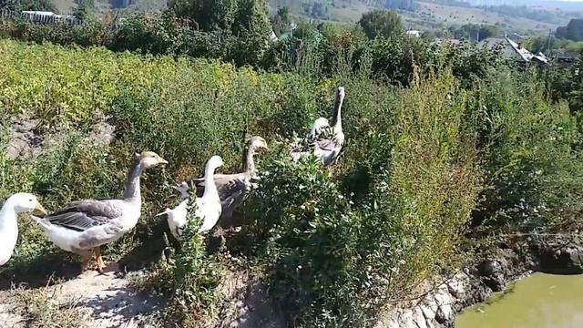 Гошкины гусята растут самые смелые! смотреть онлайн