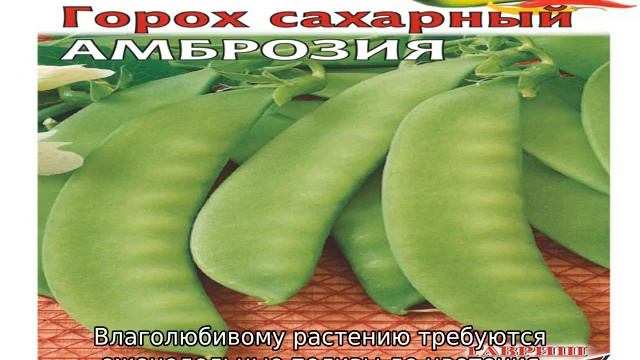 Горох Амброзия смотреть онлайн