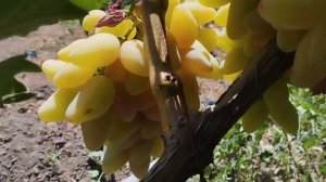 Форма винограда Софина селекции Щереденкова В. А 23 июля 2024 уже сладкая.mp4