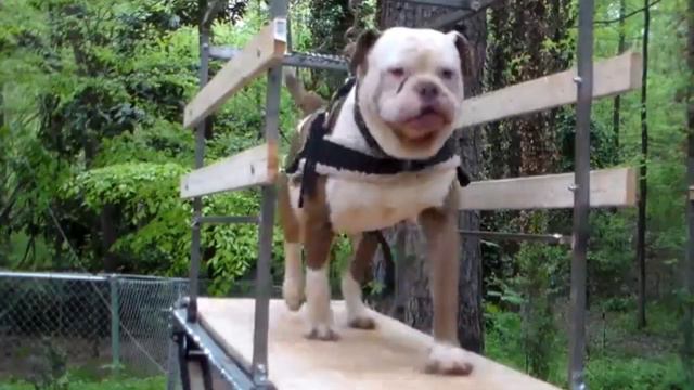 5 America Pitbull Exercise 💪MUSCLES Training Tips that will get your dog swole смотреть онлайн
