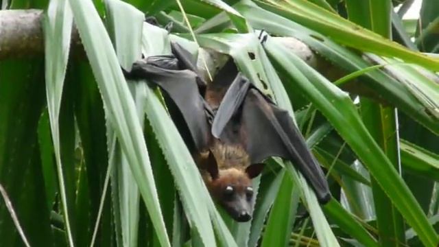 Flying fox - Летающая лисица смотреть онлайн