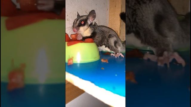 Сахарный Поссум, дом с едой! №3 #shots #сахарныйпоссум #sugarglider #белка #socute #кушает #патрици смотреть онлайн
