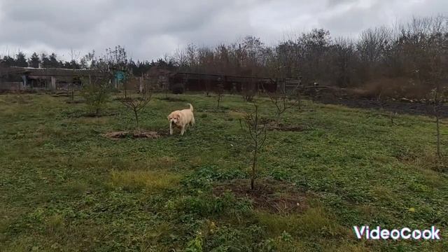 Что-то выкапываем, что-то закапываем. Померла так померла. смотреть онлайн