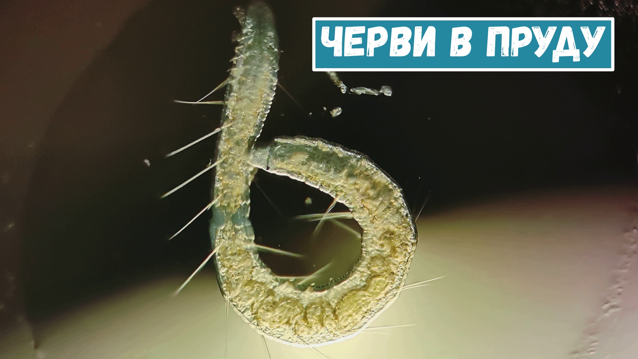 Проба воды из пруда. смотреть онлайн