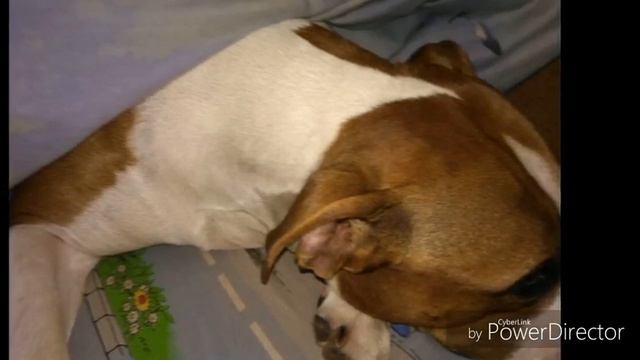 Так нужно любить своих собак!!! смотреть онлайн