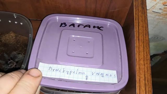 Пауки птицееды начало! смотреть онлайн