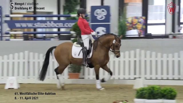 61. Elite-Auktion Trainingsvideo Lot 5 Der Graf AT Hengst v. Dreiklang AT - Vincent смотреть онлайн