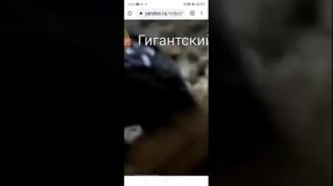 5 эпичных битв насекомых!
