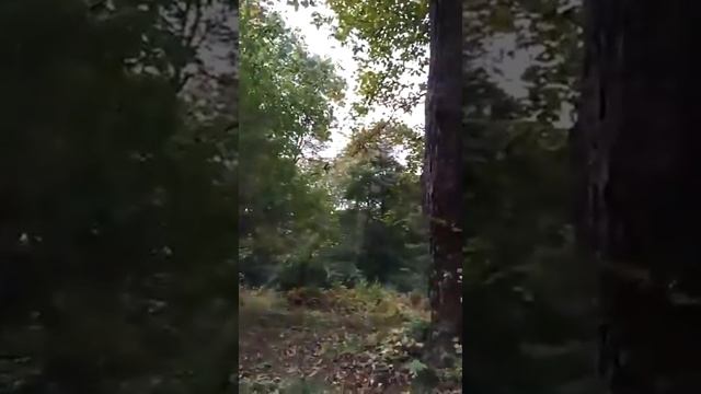 Juglans mandshurica Maxim смотреть онлайн