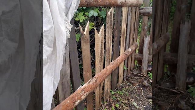 Мой забор от лисы смотреть онлайн