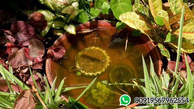 My latest garden updates💚| Plants online | plants | marine flavours смотреть онлайн