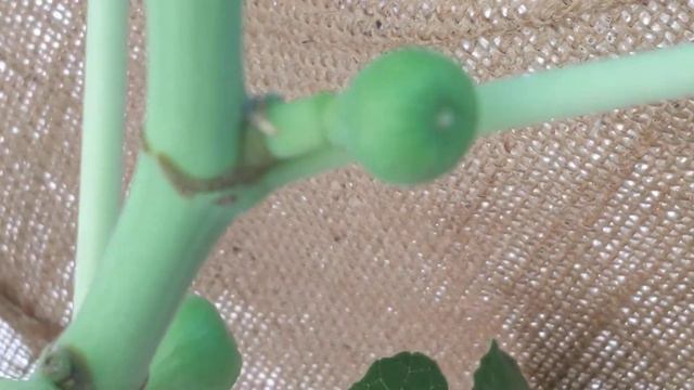 Итальянский 258, Italian 258 fig. Первый выращенный из черенков купленных этой зимой дал урожай. смотреть онлайн