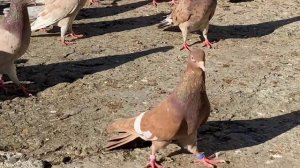 Широкохвостые голуби Нурудтина в Мамедкале - 8 (963) 426-20-16