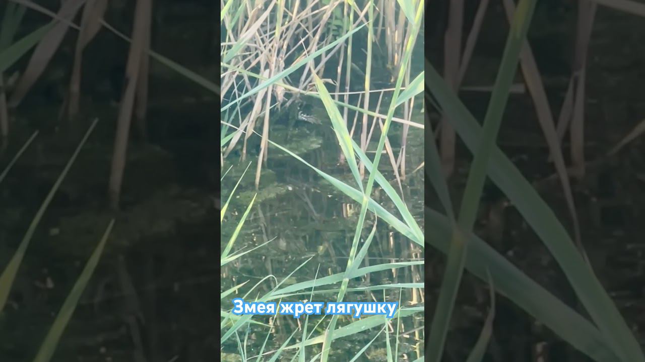 Змея в реке