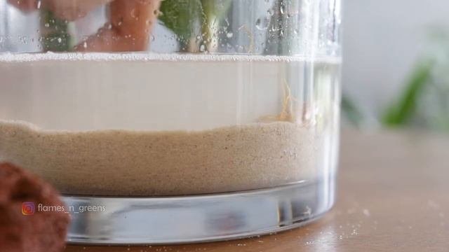 How to setup Lucky bamboo aquarium | For beginners | Jarrarium | Flames N' Greens смотреть онлайн