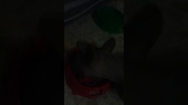 котя съела корм за 2 минуты это очень много. смотреть онлайн