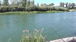 Пробую ловить фидером на горох