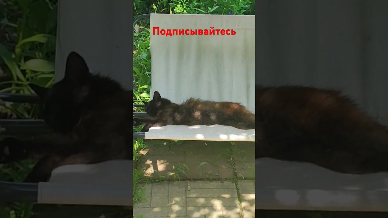 Прячется в тени! смотреть онлайн
