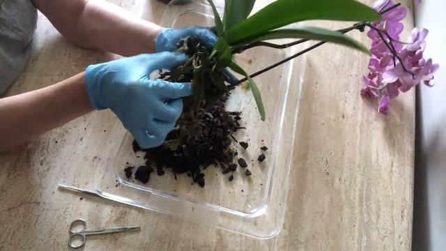 Орхидея через месяц после покупки. Пересадка. New Orchid for a month at home. смотреть онлайн