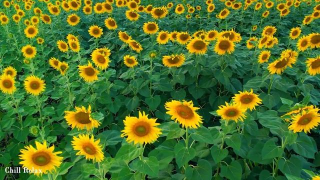 Лечебная Музыка для Снятия Стресса, Усталости, Депресии, Негатива, Детокс негативных эмоций смотреть онлайн