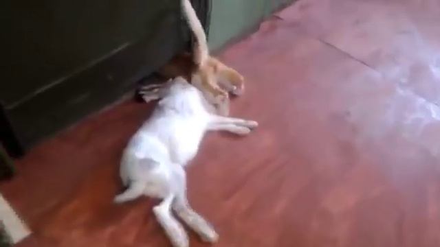 Кот убил зайца. Кот охотится смотреть онлайн