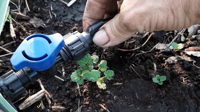 КАК ВЫРАСТИТЬ КРУПНЫЙ ЧЕСНОК how to grow large garlic смотреть онлайн