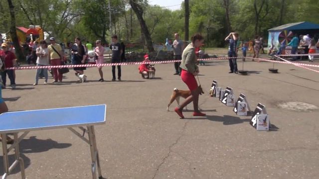 Выставка моно басенджи г.Уссурийск 10.05.2014г. бебики смотреть онлайн