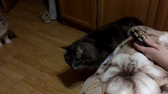 Реакция кота на королевского питона смотреть онлайн