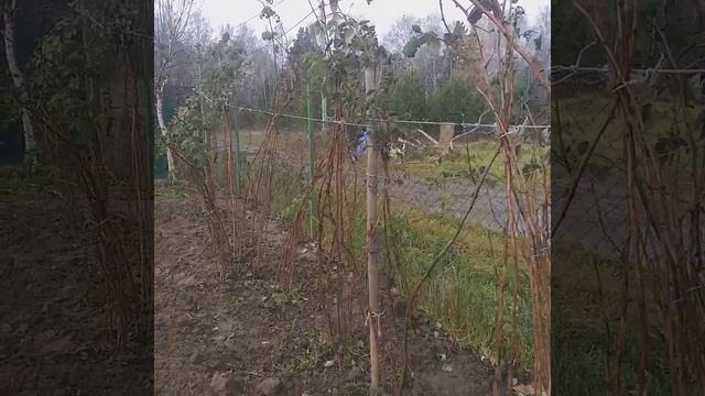 Малина.Болезни и вредители.Осенние работы. смотреть онлайн