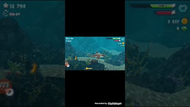 Новая жизнь акулы! Начинаем с акулы-молота! смотреть онлайн