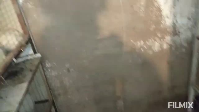 Обзор кроликов белый Паннон