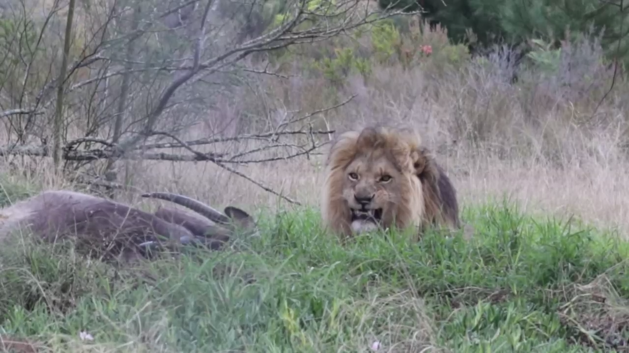 Фотограф и лев смотреть онлайн