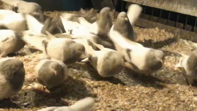 Николаевские мастные (цементальные) смотреть онлайн