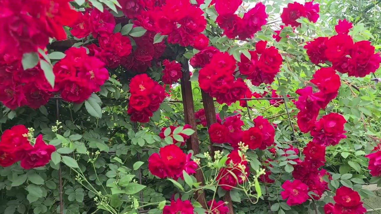 Начинаем весеннюю обработку сада | Розы. Клематисы. Гортензии. смотреть онлайн