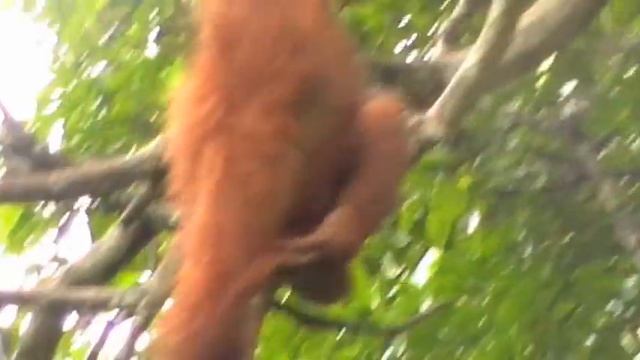 Сольник орангутана. Суматра, Индонезия. Sumatra, Orangutan Sanctuary